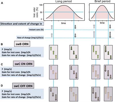 Gain control in olfactory receptor neurons and the detection of temporal fluctuations in odor concentration